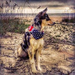 Border Collie All Grown Up from Eastwillow Border Collies