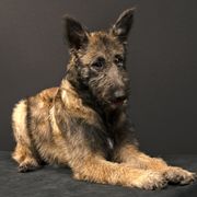 Belgian Laekenois Puppies from Kettle Moraine Laekenois Wisconsin