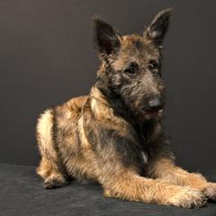 Belgian Laekenois Puppies from Kettle Moraine Laekenois Wisconsin