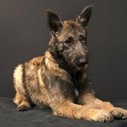 Belgian Laekenois Puppies from Kettle Moraine Laekenois Wisconsin