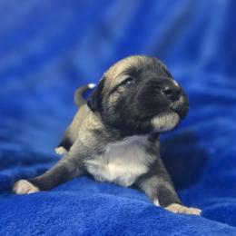 Anatolian Shepherd Dog Puppies from Florida Anatolian Shepherds