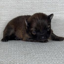Girl 1 - Chocolate sable female Pomeranian puppy in Meridian, Idaho from Idaho_poms