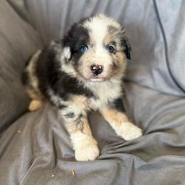 Oak - Blue merle male Miniature Australian Shepherd puppy in Medical Lake, Washington from MAS Gone Rogue