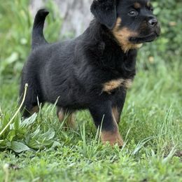 Nala - Black and mahogany Rottweiler puppy in Dayton, Ohio from LMR Kennel