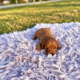 Reba - Red female Cavapoo puppy in Thorndale, Texas from Hattie’s Texas Cavapoos