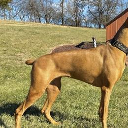 Doberman Pinschers and German Shepherds from By My Side Germans Shepherds & Dobermans