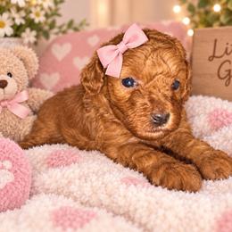 Girl 1 - Apricot female Assorted Doodle Crosses puppy in San Jacinto, California from Goldens and Doodles