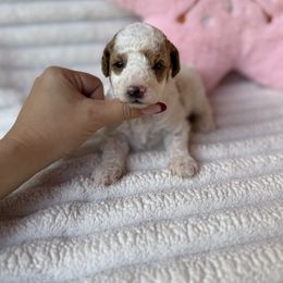Noelani - Parti female Poodle puppy in Miami, Florida from Sakura Poodles