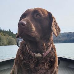 Chesapeake Bay Retrievers from Marjon Chesapeake's