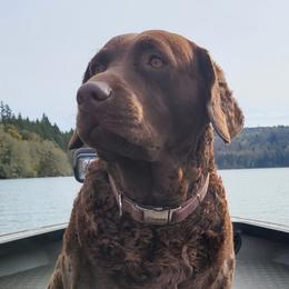 Chesapeake Bay Retrievers from Marjon Chesapeake's