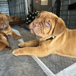 Dogue de Bordeaux Puppies from Rogue Bordeaux