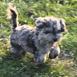Bentley - Merle male Maltipoo puppy in Lebanon, Kentucky from Mosaic Merle Doodles