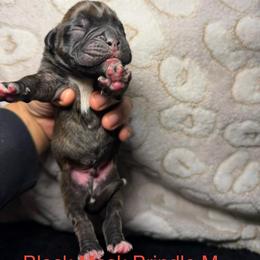 Red - Brindle male Boxer puppy in Louisville, Kentucky from Nelson’s Fancy Frenchies and Bulldogs