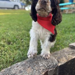 American Corgi, Basset Hound, and Cocker Spaniel Puppies from Oak Hollow Farms