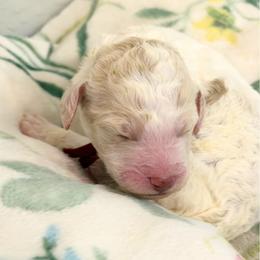 Remy - Parti male Poodle puppy in Surprise, Arizona from Gentle Paw Goldendoodles
