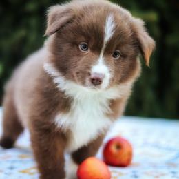 Assam - Red & white male Miniature American Shepherd puppy in Battle Ground, Washington from Casita Miniature American Shepherds