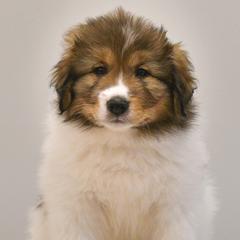 Mister od Dinare - White male Tornjak puppy in Raleigh, North Carolina from Tornjak Kennel "Od Dinare"