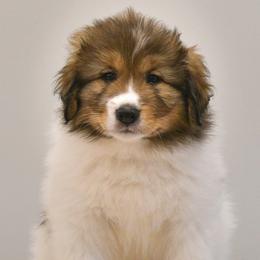 Mister od Dinare - White male Tornjak puppy in Raleigh, North Carolina from Tornjak Kennel "Od Dinare"