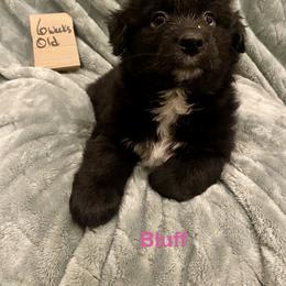 Bluff - Black & white female Australian Shepherd puppy in Wisconsin Dells, Wisconsin from Nicara kennel