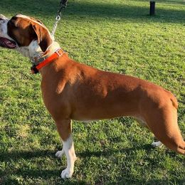 Delilah - Boxer