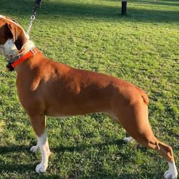 Delilah - Boxer
