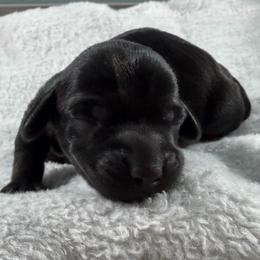 Midnight - Black male Dachshund puppy in Live Oak, Florida from Johnson’s Weiner Farm