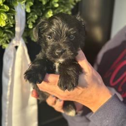 Red Boy - Black male Miniature Schnauzer puppy in Oneonta, Alabama from Murphree Valley Kennels