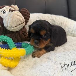 Huey - Tri-color male Cavalier King Charles Spaniel puppy in Cerro Gordo, North Carolina from Cloverleaf K9 Connections