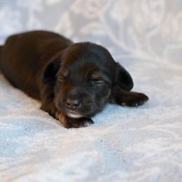 Salem - Black and cream female Dachshund puppy in Guthrie, Kentucky from Triple T Dachshunds