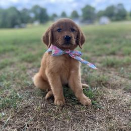Golden Retriever Puppies from Shupe’s Sweet Southern Goldens