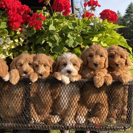Australian Labradoodles from All Star Breeders of Labradoodles
