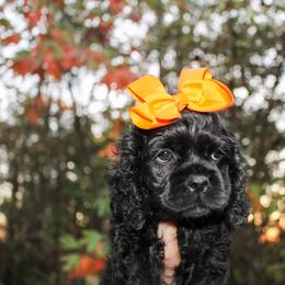 Cavalier King Charles Spaniel, Cavapoo, Cockapoo, and Cocker Spaniel Puppies from Double M Cocker Spaniels