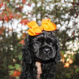 Cavalier King Charles Spaniel, Cavapoo, Cockapoo, and Cocker Spaniel Puppies from Double M Cocker Spaniels