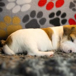 Russell Terrier Puppies from Diamond D Jacks