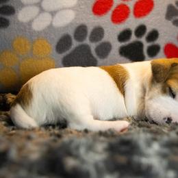 Russell Terrier Puppies from Diamond D Jacks