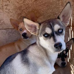 German Shepherds and Siberian Huskies from Stubbs Kennels