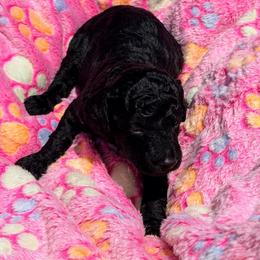 Cora - Black female Poodle puppy in Bakersfield, California from Jewells Poodles