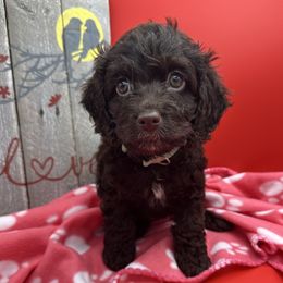 Cockapoo, Goldendoodle, and Maltipoo Puppies from Loris Pampered Pooches💕