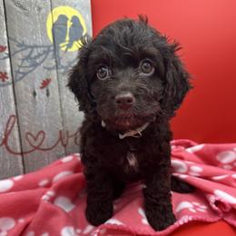 Cockapoo, Goldendoodle, and Maltipoo Puppies from Loris Pampered Pooches💕