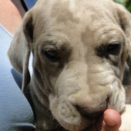 Boy 2 - male Great Dane puppy in Glenville, New York from Red Oak Farm and Kennel