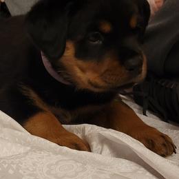 Rottweiler Puppies from Von Nuffosttor Rottweilers