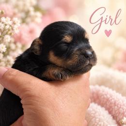 Anna - Black and silver female Miniature Schnauzer puppy in Hull, Georgia from Ardent Miniature Schnauzers of Athens