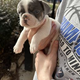 French Bulldog Puppies from Frenchiesbysouthernbell