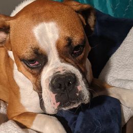 Boston Terriers and Boxers from Boxer and Boston Fanatic