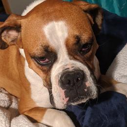 Boston Terriers and Boxers from Boxer and Boston Fanatic