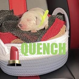 Quench - White and black female Dalmatian puppy in Des Moines, Iowa from Spot Splattered Dalmatians