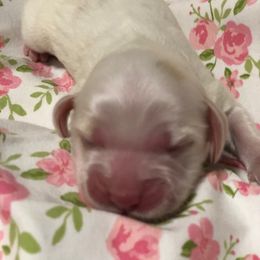 Cockapoo Puppies from Maple’s Cockapoo Puppies