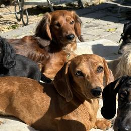 Kasper - Dachshund