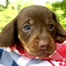 Atticus AKC - Chocolate and tan male Dachshund puppy in Hendersonville, North Carolina from Snarky Doxy Miniature Dachshunds