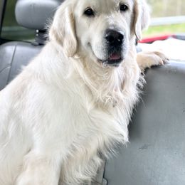 Golden Retriever Puppies from Candy Rock Golden Retrievers
